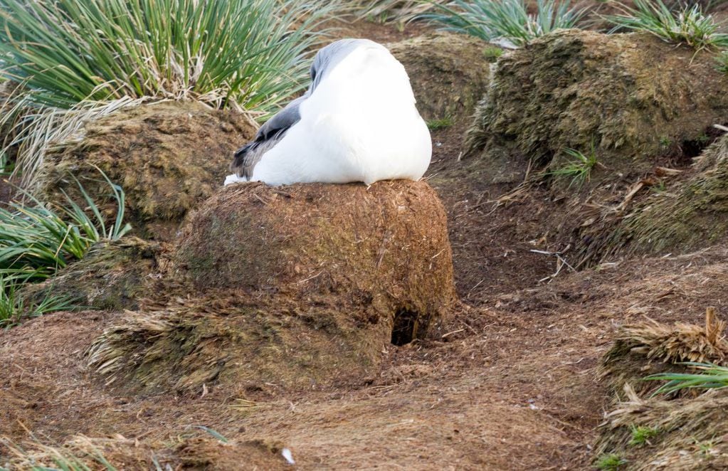 En ese orificio, bajo el nido del albatros, está el de rayadito. FOTO: Maximiliano Daigre