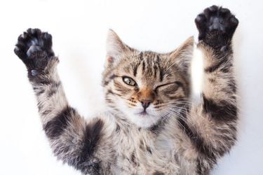 Mix-Feeding: la clave para entregar una dieta balanceada a tu gato