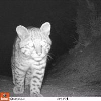 No hay gato encerrado: en una misma noche aparece un gato de Geoffroy y dos pumas en Torres del Paine
