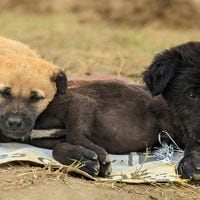 PDI detiene a sujeto en Melipilla por maltrato animal: tenía 17 perros en estado de desnutrición