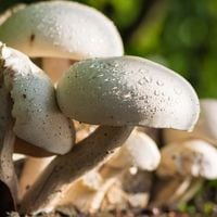 Tras consumir hongos silvestres venenosos: una persona muere y tres se encuentran en riesgo vital en Lumaco 