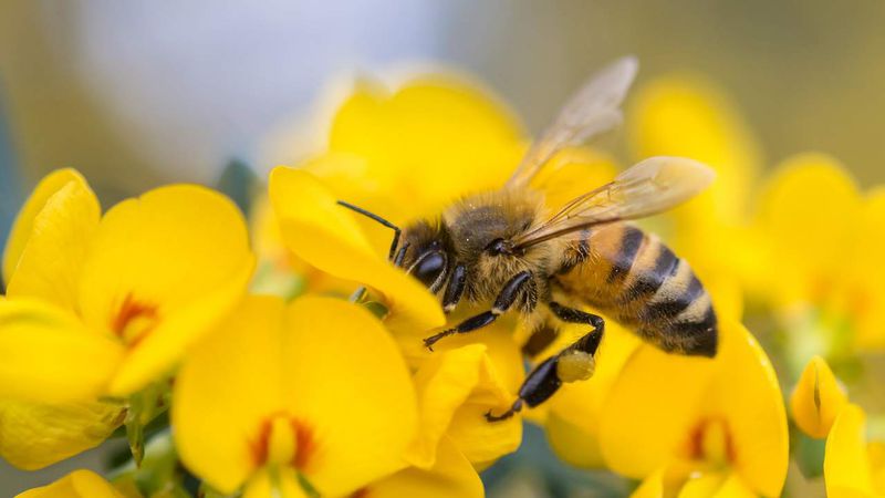 6-of-the-best-bee-friendly-wildlife-havens-across-the-uk-136427817885502601-180615133134