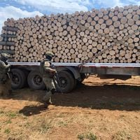 Robo de madera y violencia en Arauco