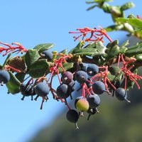 Michay: el arbusto nativo chileno que posee 10 veces más capacidad antioxidante que el arándano