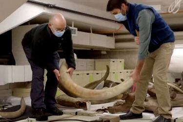 Científicos logran mapear la vida completa de un mamut de 17 mil años