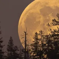 Luna del Ciervo, la primera superluna de 2023, se verá esta madrugada en Chile 