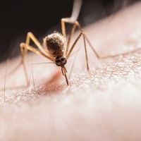 Todos han cursado una enfermedad leve: el perfil de los 179 casos de dengue tras hallazgo de nuevo foco en Los Andes