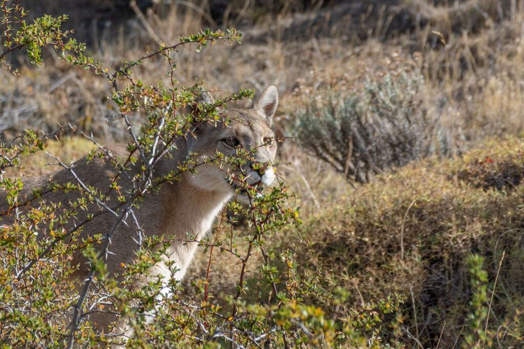 Puma medio oculto tras un espinoso matorral. FOTO: Miguel Fuentealba