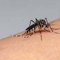 Seremi de Salud confirma tres casos de dengue en la Región del Maule