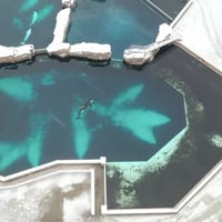 El video que capturó las tristes condiciones Kiska, la orca más solitaria del mundo