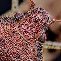 “Muy raro”: chileno descubre un insecto que se convierte en el más antiguo de su tipo en el planeta