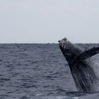 Investigadores “dialogan” por primera vez con una ballena