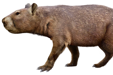 Tenía el tamaño de un cerdo: Descubren mamífero que habitó Chile hace 11 millones de años