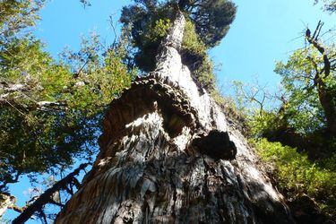 La rivalidad entre los árboles más antiguos enfrenta al pino ‘Matusalén’ de California contra un ciprés gigante en Chile