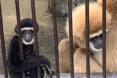Se resolvió el misterio de la mona que quedó embarazada, a pesar de vivir sola en una jaula de zoológico