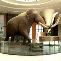 Museo en México prepara inédita exhibición de mamuts