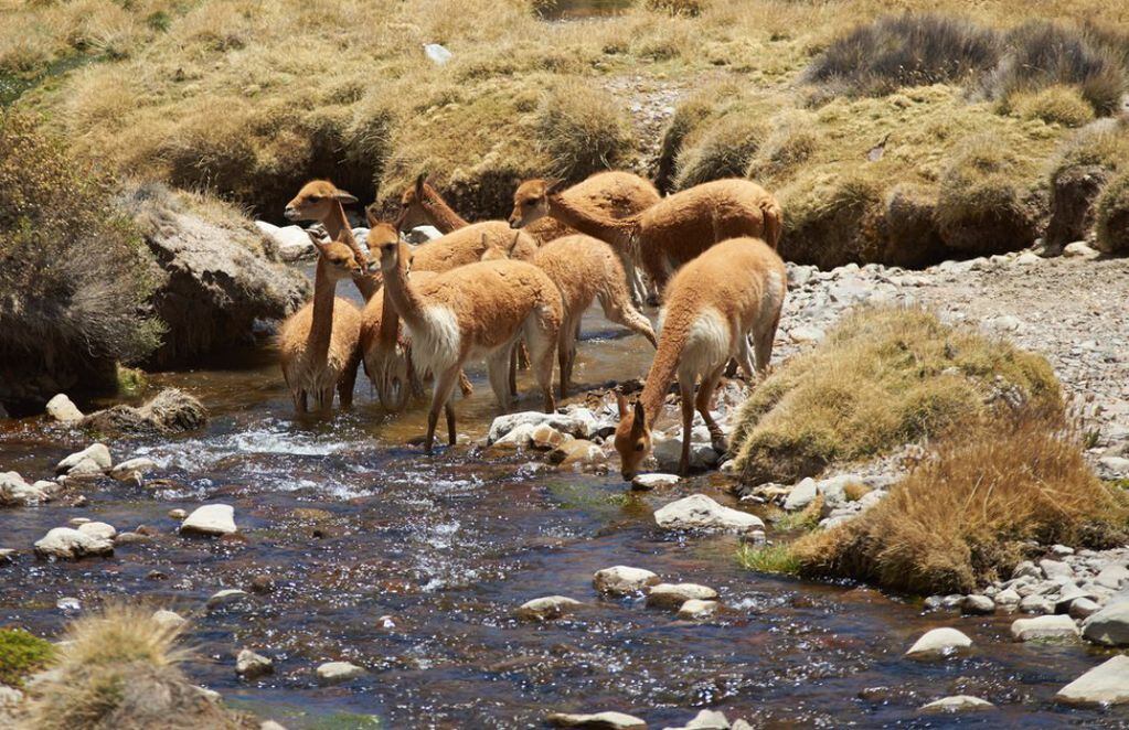Los camélidos toman agua en Reserva Nacional Las Vicuñas. FOTO: Turismo Chile