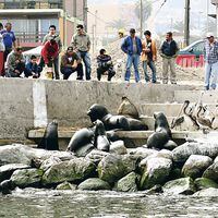 Alerta en Antofagasta por ataque de lobos marinos a pingüinos