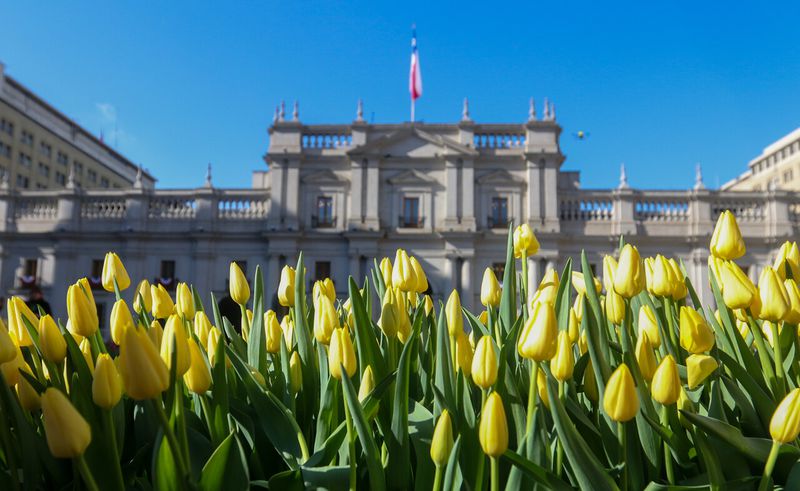 Tulipanes frente al Palacio de La Moneda.