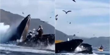 Ataque de ballena en California
