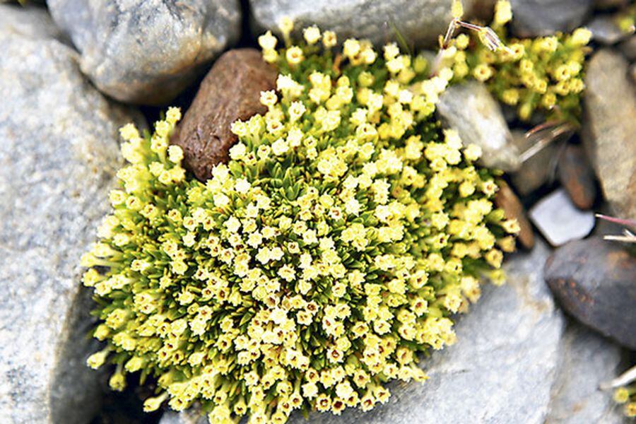 7El clavel antártico en su hábitat natural. Foto: Archivo