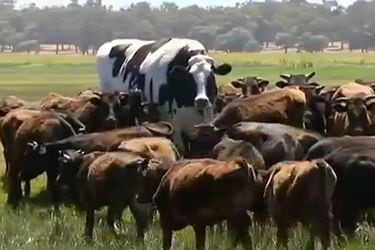 "Knickers" | La vaca gigante que sorprende en una granja de Australia