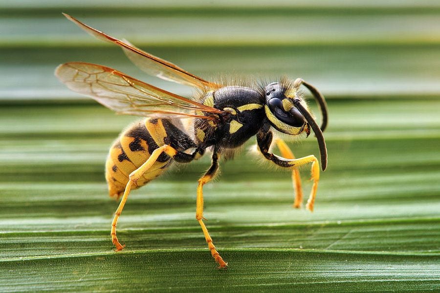 1024px-Vespula_germanica_Horizontalview_Richard_Bartz