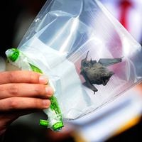 Aparece nuevo murciélago con rabia cerca de Valdivia