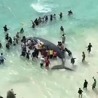 El emotivo rescate de una cría de ballena jorobada tras varar en una playa en Brasil