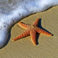 El misterio del cuerpo de una estrella de mar: estudio revela finalmente dónde está su cabeza