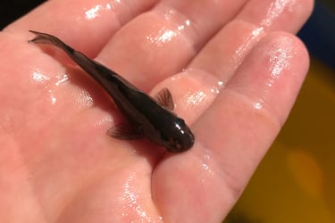 “Son fósiles vivientes”: el increíble hallazgo de dos nuevas especies de peces en dos ríos chilenos