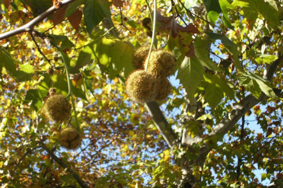 ¿Hay plátano oriental en Santiago? La Tercera