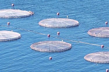 Superintendencia de Medio Ambiente dicta medidas provisionales a piscicultura de Salmones Multiexport