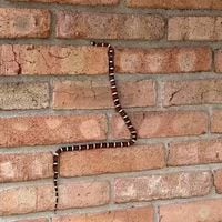 Esta serpiente cruzó esta muralla al más puro estilo del juego Snake de Nokia