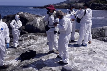 Sernapesca confirma primer caso de Influenza Aviar en un lobo marino de la Región de Valparaíso