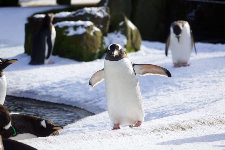 twitter-pinguinos