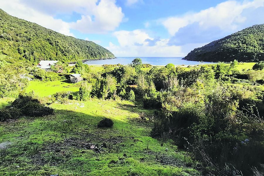 Caleta condor