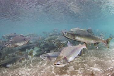 El futuro del salmón peligra por el cambio climático