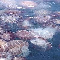 Primer censo de medusas identifica 93 especies en las costas chilenas