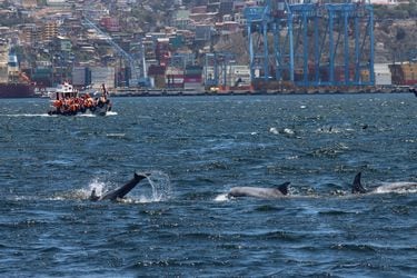 Visitantes copan paseos en lancha por presencia de delfines en Valparaíso y Viña del Mar