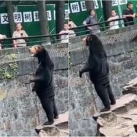 Zoológico chino asegura que sus osos son reales tras imágenes virales