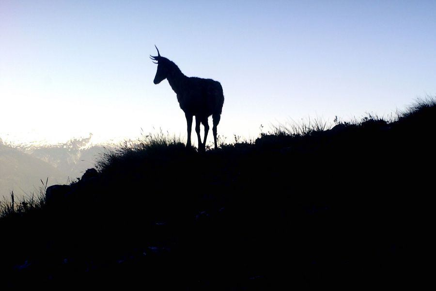 huemul2