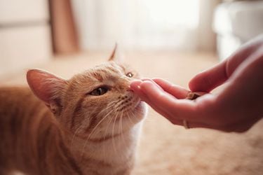 Snacks para gatos: cómo escoger y dosificar los premios a nuestros felinos 