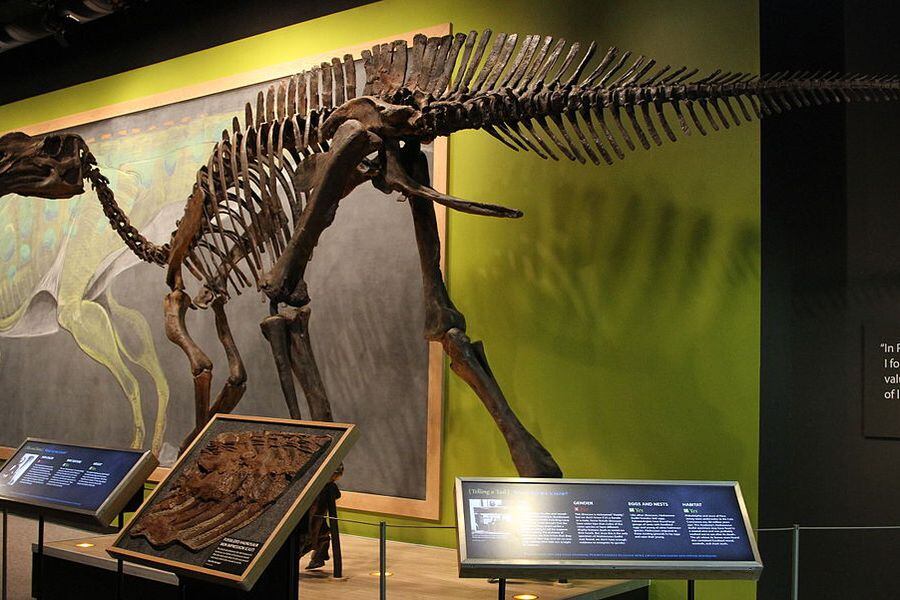 Encuentran restos fósiles de dos extraños dinosaurios en el sur de Chile -  La Tercera