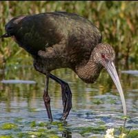 Se alimenta de anfibios, lombrices e invertebrados: la sorpresiva reaparición del cuervo del pantano