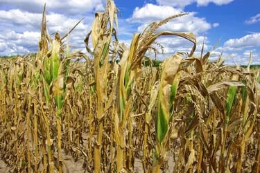 Columna de Mario Lubetkin: Nuevos desafíos en la agricultura frente al fenómeno de El Niño