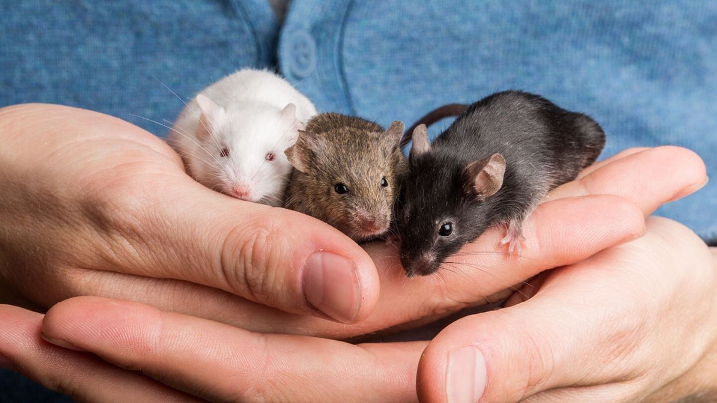 Científicos crean ratones tras fabricar óvulos a partir de las células masculinas de dos padres biológicos