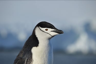En 30% se han reducido las poblaciones de tres generaciones de pingüino barbijo en la península Antártica