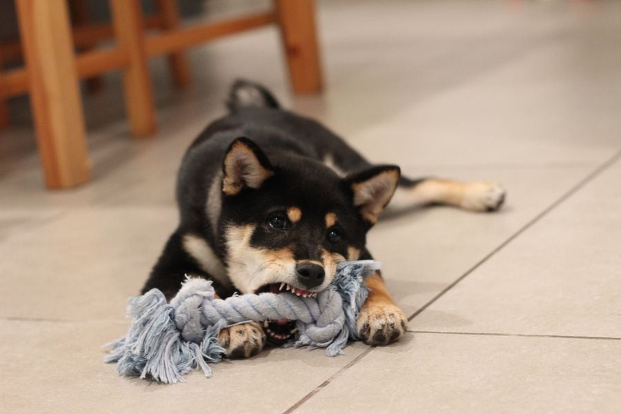 tornillo prometedor Ligadura Los mejores juguetes indoor para perros (según sus dueñas) - La Tercera