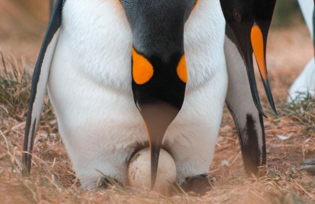 Una pareja de pingüinos cuida su huevo en la reserva. FOTO: Aurora Fernández